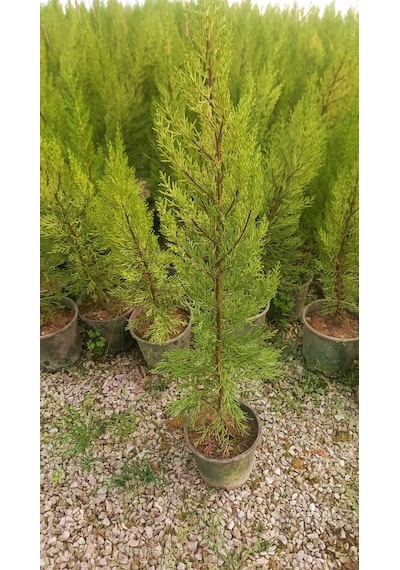 LİMONİ SERVİ 5 ADET 50-70 cm - LİMON ÇAMI
