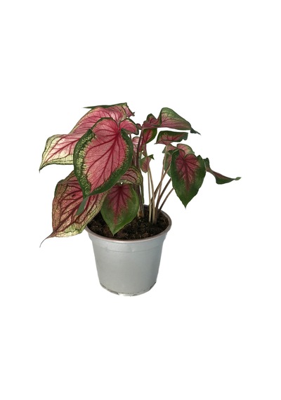 Caladium 'Florida Sweetheart' (Kaladyum Çiçeği) Ø12 CM H25-30 CM