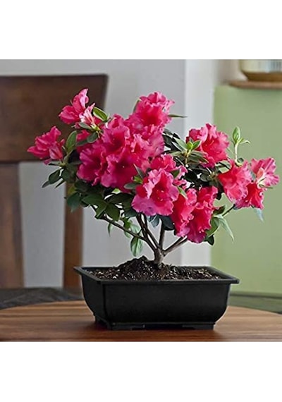 Bodur Bonsai Orkide Ağacı Tohumu Yetiştirme Kiti
