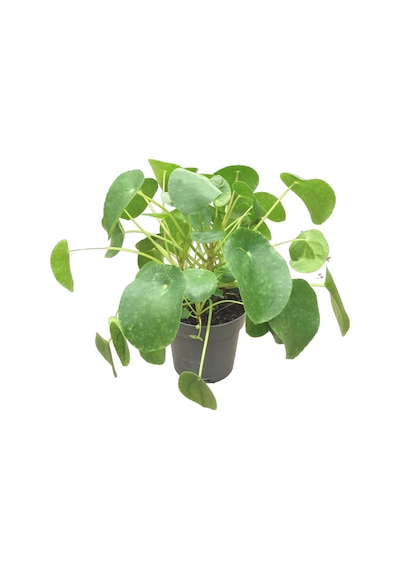 Pilea Peperomioides (Para Çiçeği) Ø17 CM Y35-40 CM