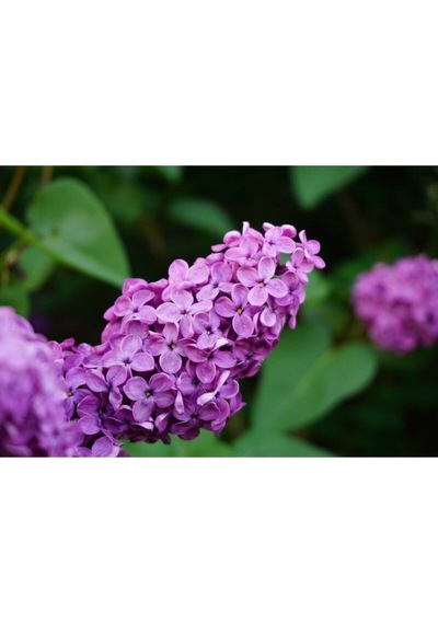 Mis Kokulu 3 Adet Leylak Çiçeği Saksılı 45-85cm LFlower