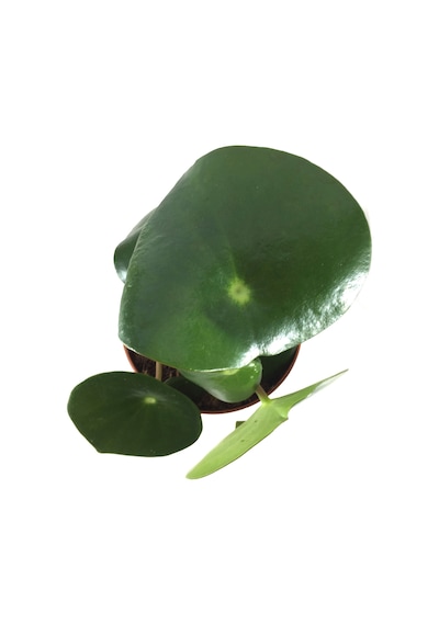 Peperomia Polybotrya (Yağmur Damlası Bitkisi) Ø12 CM Y20-25 CM Peperomia Polybotrya (Yağmur Damlası Bitkisi) Ø12 CM Y20-25 CM