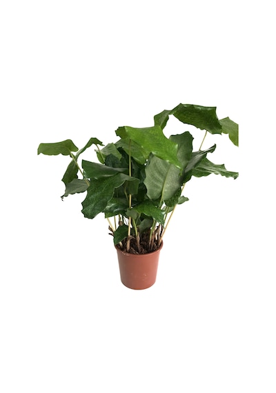 Calathea Musaica ‘Network’ (Dua Çiçeği) Ø12 CM Y30-35 CM