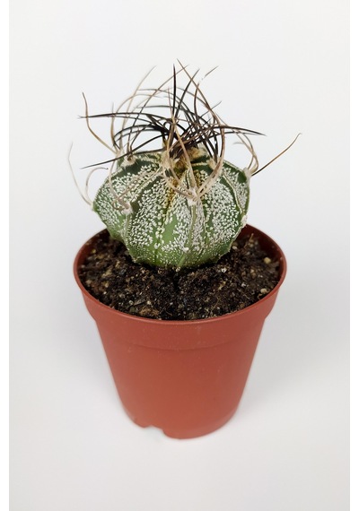 4 Lü Astrophytum Özel Tür Kaktüs Seti 5.5 Cm Saksıda