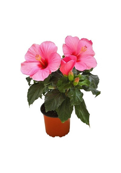 Serada Decor Plant Pembe Japon Gülü Çiçeği Fidanı Saksılı 40 45 Cm