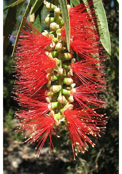 Fırça Çalısı Callistemon (15~20 cm)