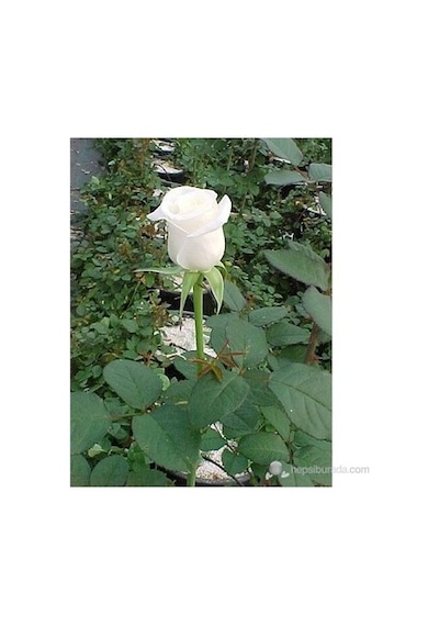 Beyaz Gül Fidanı 10-20 Cm