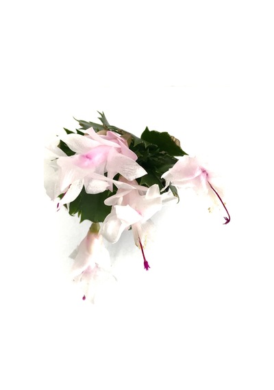 Schlumbergera 'White' (Yılbaşı Çiçeği) Ø5,5 CM Y10-15 CM