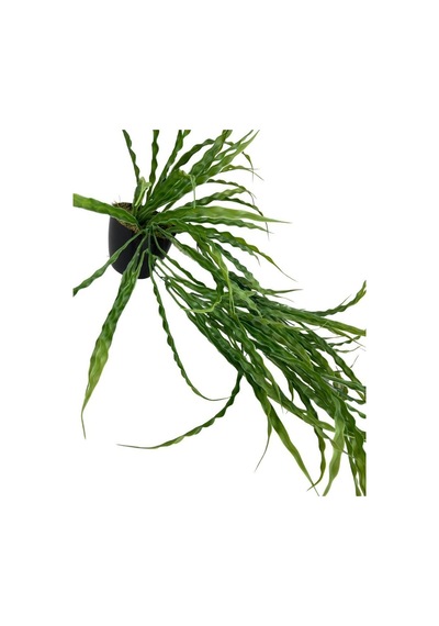 Yapay Çiçek Saksıda Sarkan Yeşil Kıvrımlı Saz 70Cm