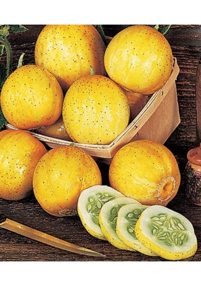 Nadir İthal Limon Salatalık Tohumu 5 Tohum + Tohum