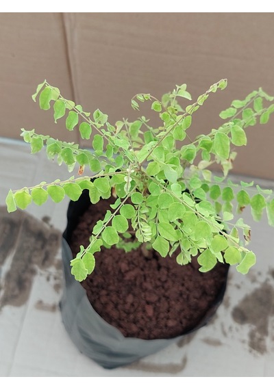 Aşısız Star Fruit Fidanı 2 Yaş 25-30 Cm