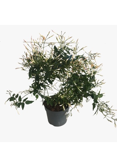 Jasminum Polyanthum - Arap Yasemini
