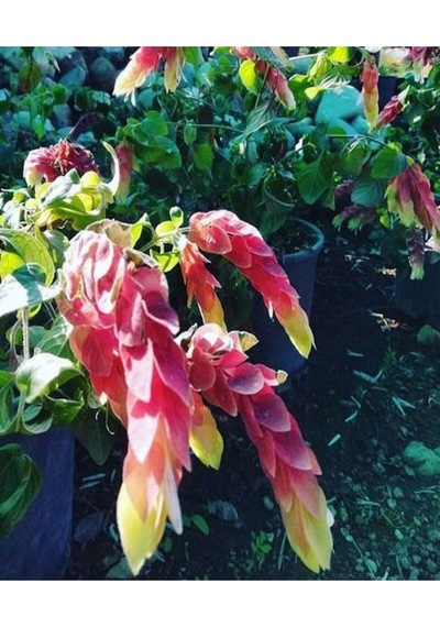 Videolu Pembe Renkli 4 Adet Karides Çiçeği Fidanı 40-60cm Saksılı Shrimp Plant