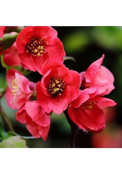 Saksılı Japon Ayvası Bahar Dalı Fidanı 20-30 Cm Chaenomeles Japon 1440