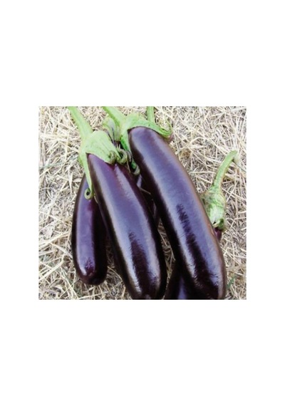 Kemer Patlıcan Tohumu - 5 Gram