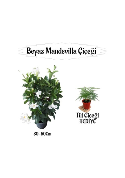 Beyaz Mandevilla Çiçeği 1 Adet Saksılı+ Tül Kuşkonmaz Çiçeği