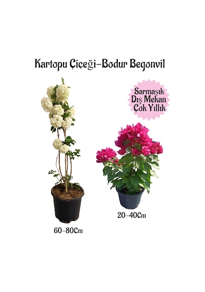 Kartopu Çiçeği 1 Adet +pembe Bodur Begonvil 1adet Saksılı Bahçe Peyzaj Seti