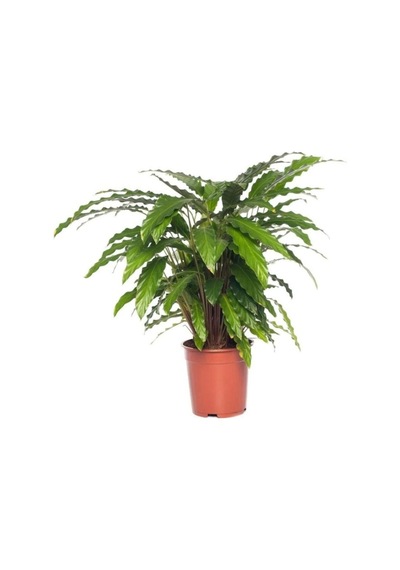 Kaladya Calathea Rufibarba Wavestar Fidanı 10-20 Cm