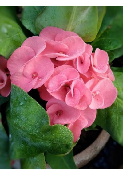 İthal Dolgun Formlu Pembe Renkli Milli Dikenler Tacı Çiçeği 20-40 Cm Euphorbia Milii