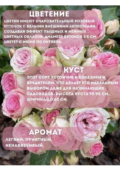 Dream Roses Mimmi Eden Gül Fidesi 159488808