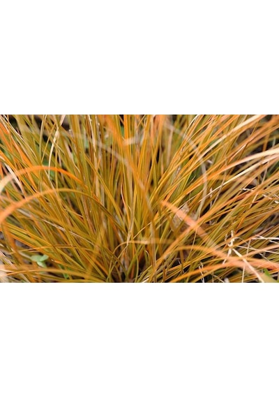 Carex Testacea 5'li Set - Otsu Yer Örtücü Bitki