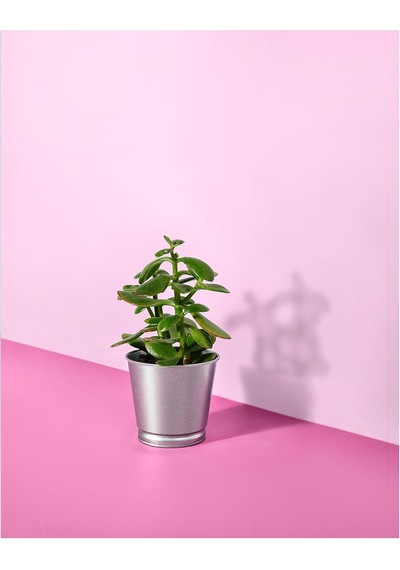 Bıntje Bitki Saksısı, 9 Cm, Galvanizli