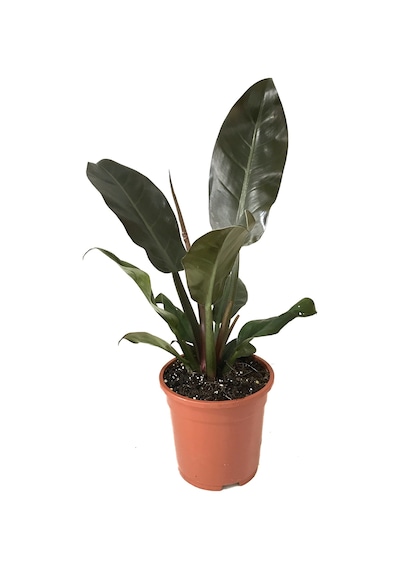 Philodendron Imperial 'Red' Ø17 CM H40-45 CM