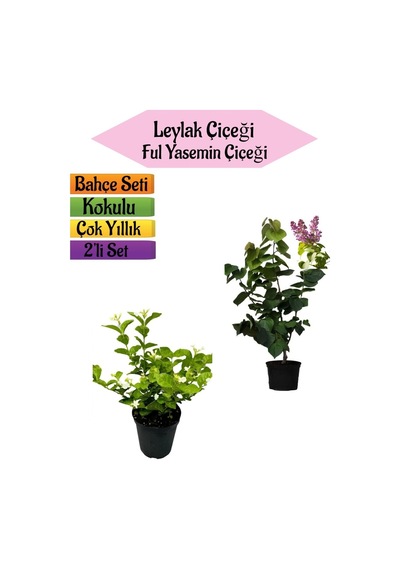 Mis Kokulu Leylak Fidanı+kokulu Ful Yasemin Çiçeği 40-80cm 2 Adet Kokulu Bahçe Seti