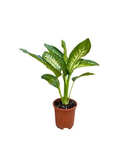 Difenbahya Bitkisi - Dieffenbachia Tropical Snow 30 - 50 Cm
