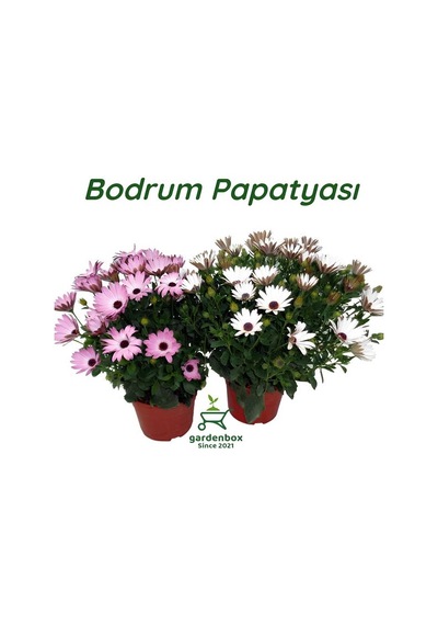2'li Bodrum Papatyası Çiçeği Beyaz+pembe Saksılı Canlı Çiçek