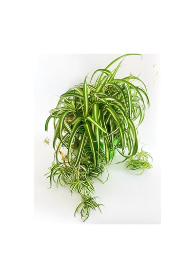 Chlorophytum Comosum / Kurdele Çiçeği