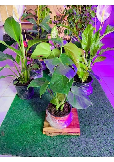 Monstera Devetabanı Yeni Sürgünlü Sağlıklı