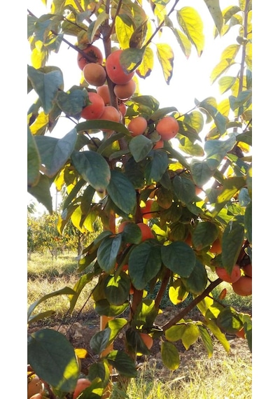 4 Yaş Aşılı Rojo Brillante Hurma Fidanı