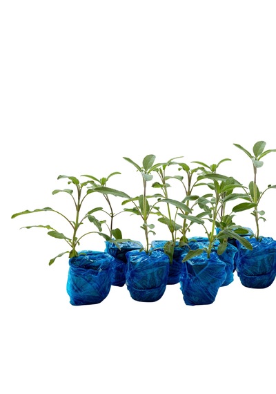 Anadolu Adaçayı Salvia Fruticosa 9'lu