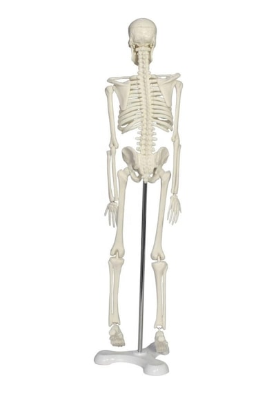Tam İskelet Maketi 45 CM Model 4