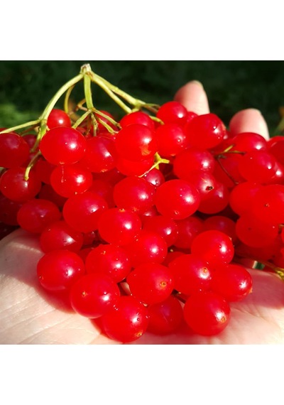 Tüplü Girabolu Fidanı Tüplü Gilaburu Fidanı Tüplü Gilaboru Fidanı