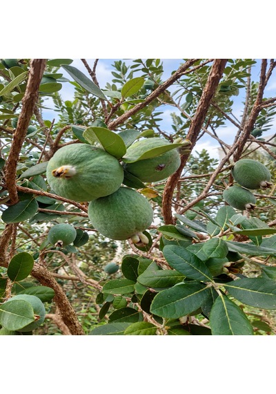 Kaymak Meyvesi Feijoa 1 Kg