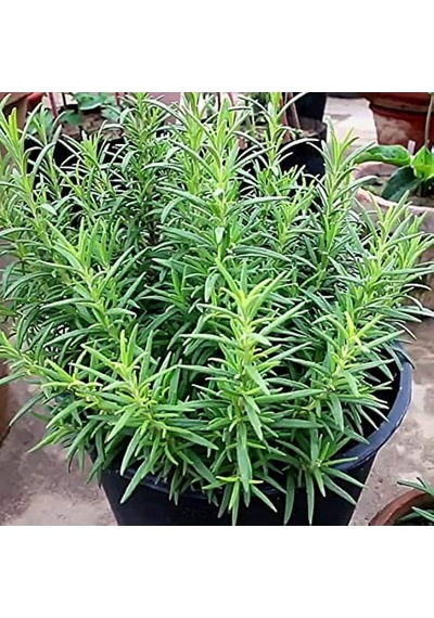 Biberiye Rosmarinus Officinalis 20 Adet