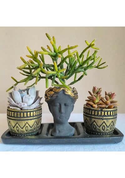 Echeveria & Rhipsalis & Sedum 3'lü Sukulent Seti | Helen Siyah & Gold Seri