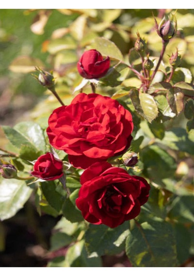 Yediveren Narçiçeği Kırmızı Pembe Açık Pembe 30 40cm 3 Adet Saksılı Aşılı Gül Roses