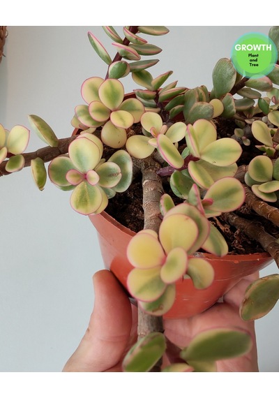 Portulacaria Afra Fil Azığı 10.5cm Saksıda 1 Adet