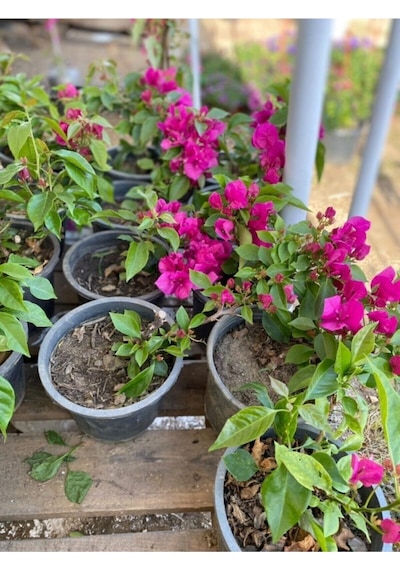 Videolu Mor Renkli 1 Adet Bodur Begonvil Çiçeği Saksılı 30-60cm Bougainvillea Flower