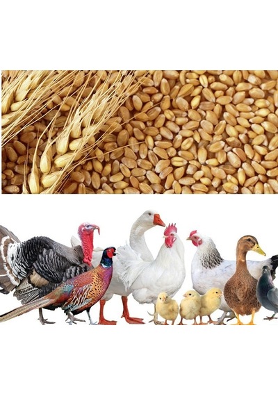 Buğday Yem 25 Kg Doğal Buğday Yemi Tavuk Yemi Kuş Yemi