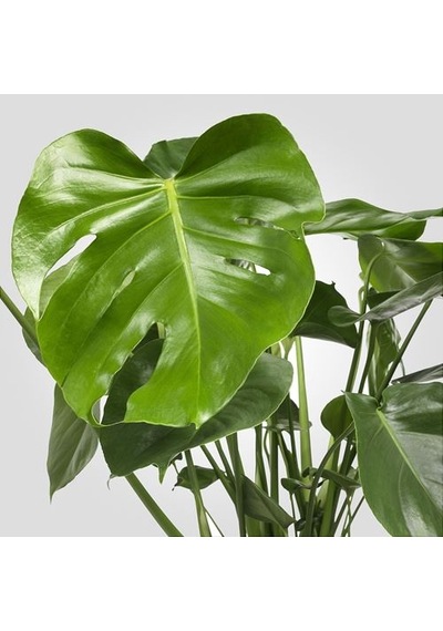 Ikea Monstera Canlı Bitki, Yeşil, 21 Cm, Deve Tabanı