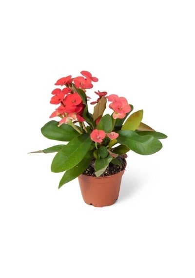 Euphorbia Milii Dikenler Tacı Çiçekli Kaktüs 10-20 Cm