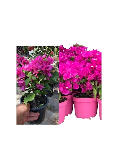 Pembe Begonvil Bitkisi