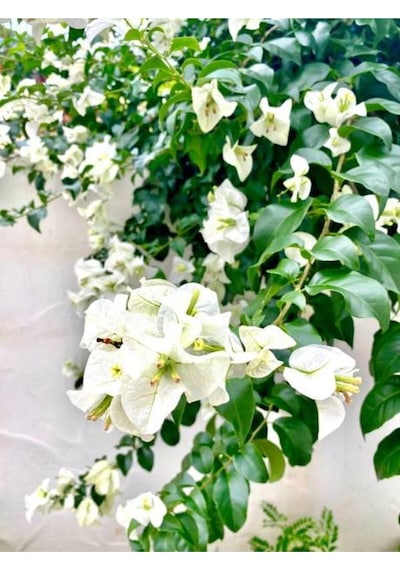 Beyaz Renkli Begonvil Çiçeği 40 60 Cm 1 Adet Tüplü Iç/dış Mekan Bitkisi Bougainvillea