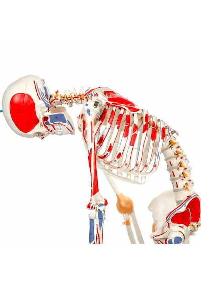 Esnek İnsan İskeleti Modeli, Kasları Ve Ligamentleri Gösteren, Numaralandırılmış, 180 Cm - İskelet Maketi 01