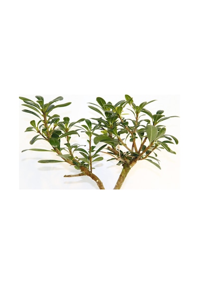 Bonsai Pitosporum Yıldız Çalısı - 7 Yaşında Kiremit Saksı