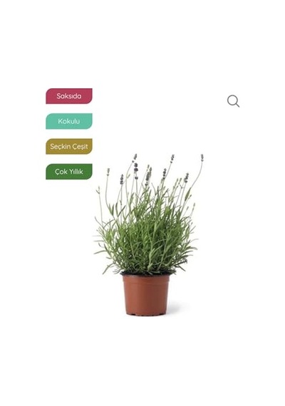 Lavanta Fidanı İngiliz Lavandula Angustifolia Hidcote, Saksıda, Kokulu, Çiçek Açan, Çalı